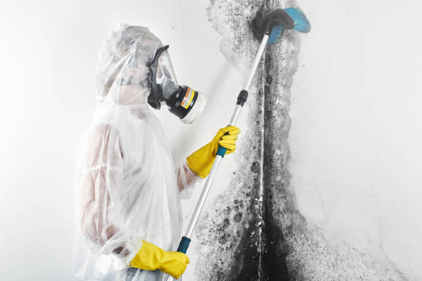 Best HVAC Mold Inspection and Cleaning  in Yuma, AZ