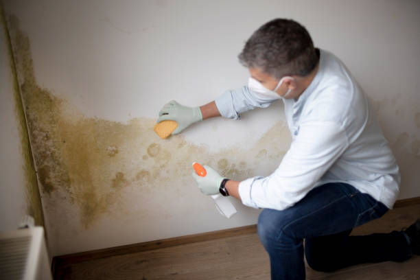 Best Mold-Related Health Consultation  in Yuma, AZ
